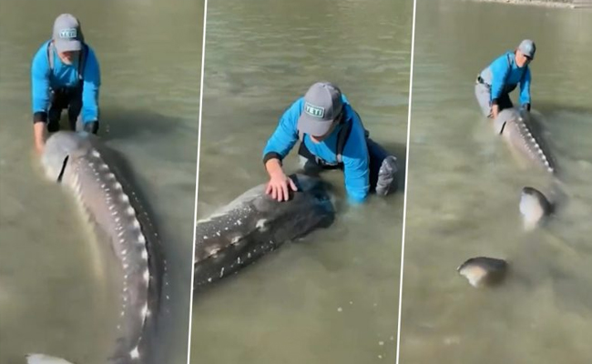 Canadian fisherman catches 10.5 feet long sturgeon dubbed as ‘living dinosaur’