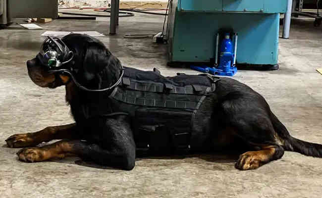 US Army may use AR goggles for bomb-sniffing dogs